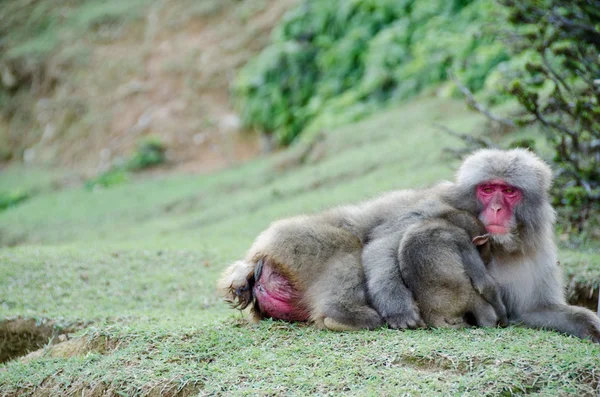 Female japanese macaque with baby — Stock Photo, Image
