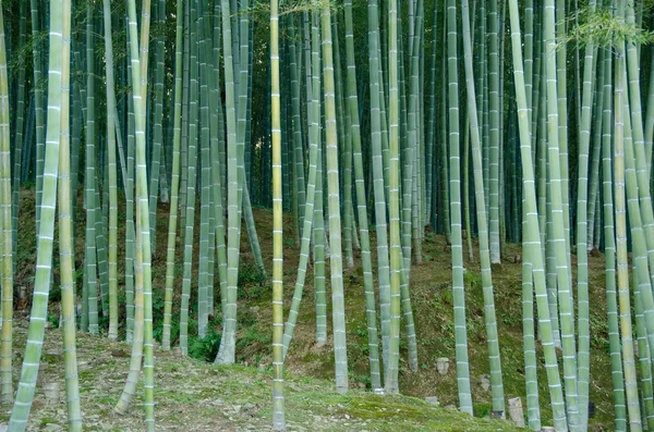 대나무 숲 — 스톡 사진