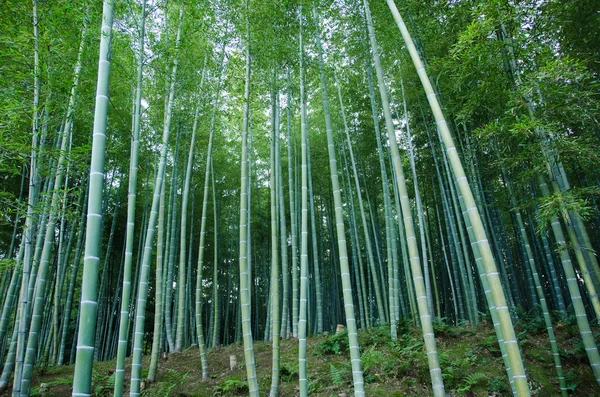Бамбуковий ліс — стокове фото