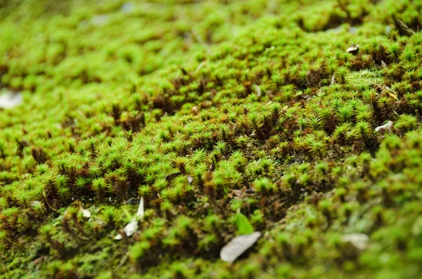 Moss. —  Fotos de Stock
