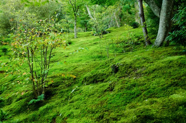 Musgo no chão da floresta — Fotografia de Stock