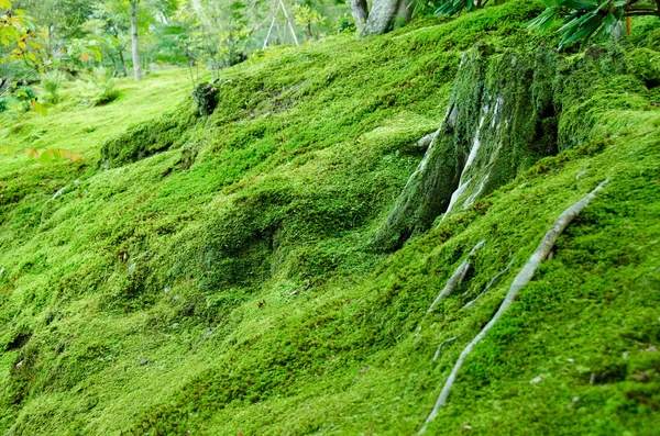 Orman Zemini üzerinde yosun — Stok fotoğraf