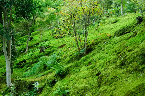 Moss skogen — Stockfoto