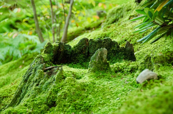 Musgo no chão da floresta — Fotografia de Stock