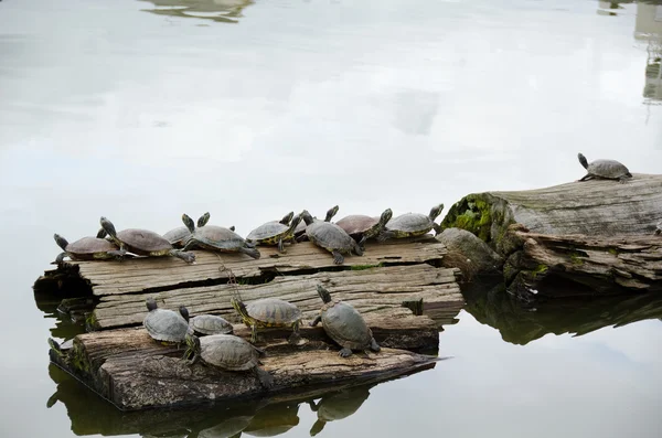 Turtles sunbathing on wood — Stock Photo, Image