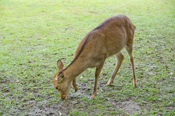 Female Sika Deer — Stock Photo, Image