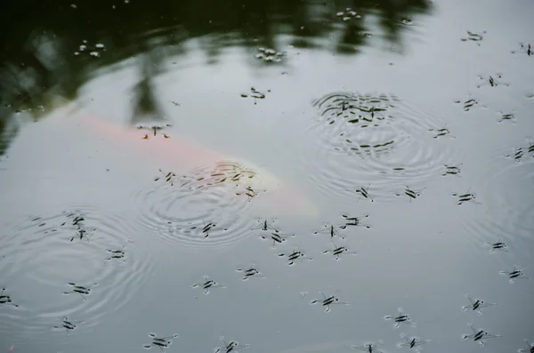 Water striders — Stock Photo, Image