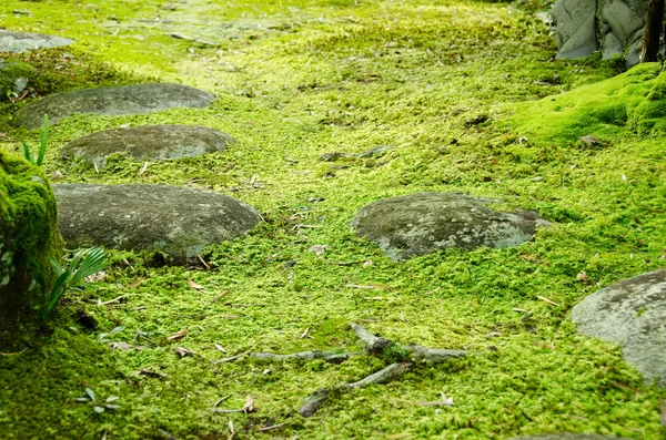 Moss a kameny — Stock fotografie
