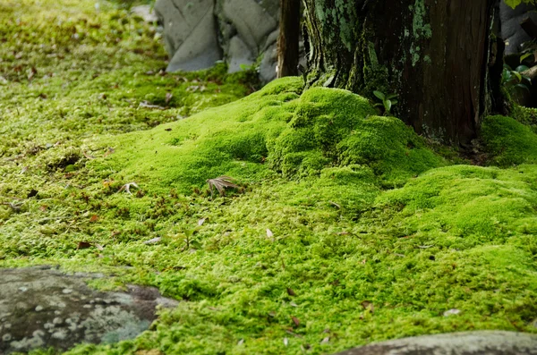 苔藓和石头 — 图库照片