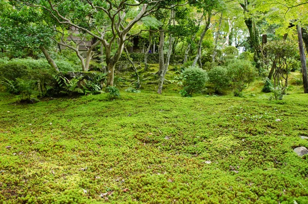 Moss i en japansk trädgård — Stockfoto