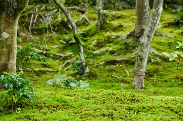 Moss i en skog — Stockfoto