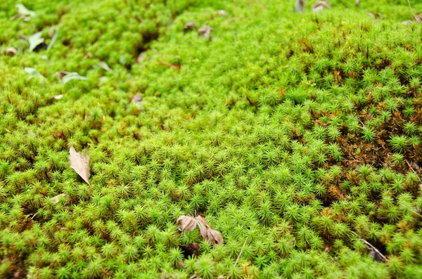 Moss — Stockfoto