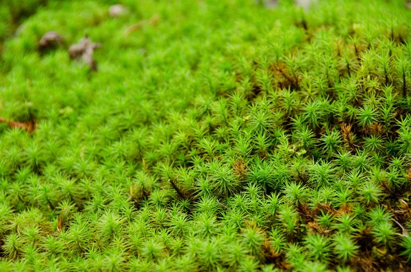 Moss — Stock Photo, Image