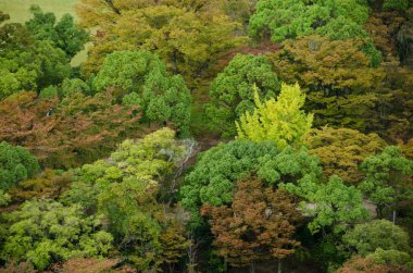 Forest canopy as seen from above clipart