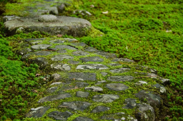 Pathway through moss — Stock Photo, Image