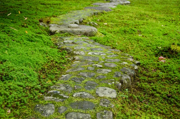 Väg genom moss — Stockfoto