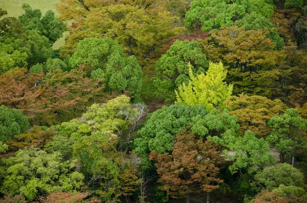 Baldacchino forestale visto dall'alto — Foto Stock