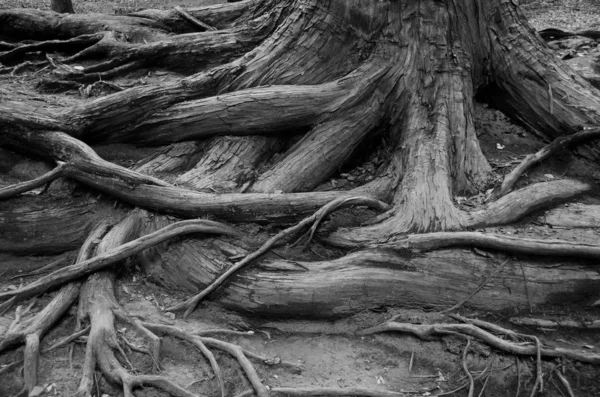 stock image Tree roots