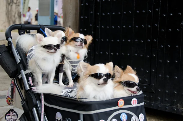 Коляска с собаками в солнечных очках — стоковое фото