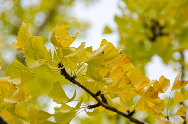 Ginkgo foglie — Foto Stock