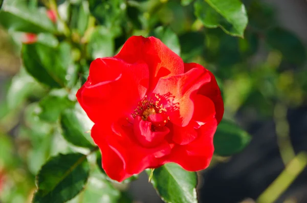 Rosa selvatica rossa — Foto Stock