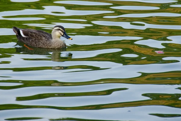 Spot gagalı ördek, enes poecilorhyncha — Stok fotoğraf