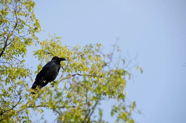 Wrona wielkodzioba, corvus macrorhynchos — Zdjęcie stockowe