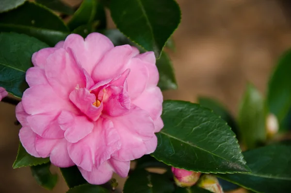 Japán Camellia, Camellia japonica — Stock Fotó