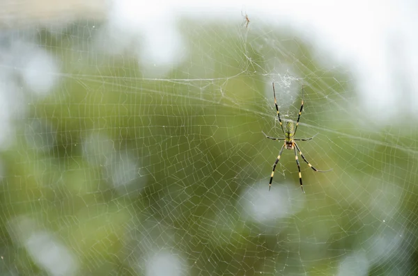 Spider, Nephila clavata — Fotografie, imagine de stoc