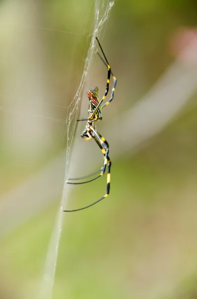 Aranha, Nephila clavata — Fotografia de Stock