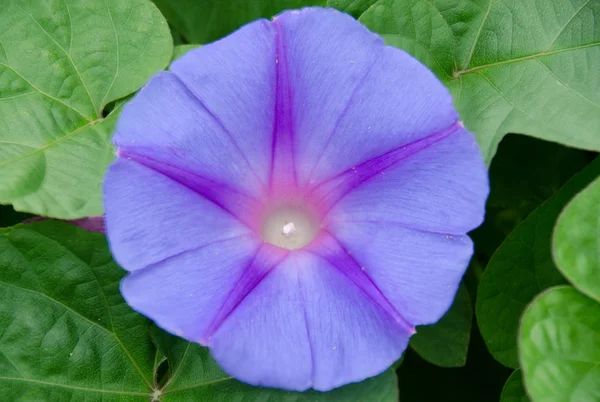 stock image Purple convolvulus