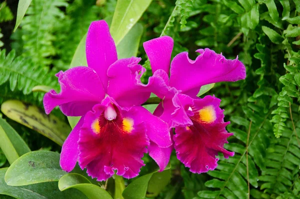 Stock image Purple orchid flowers