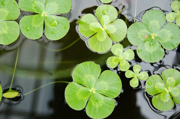 Water clover — Stock Photo, Image