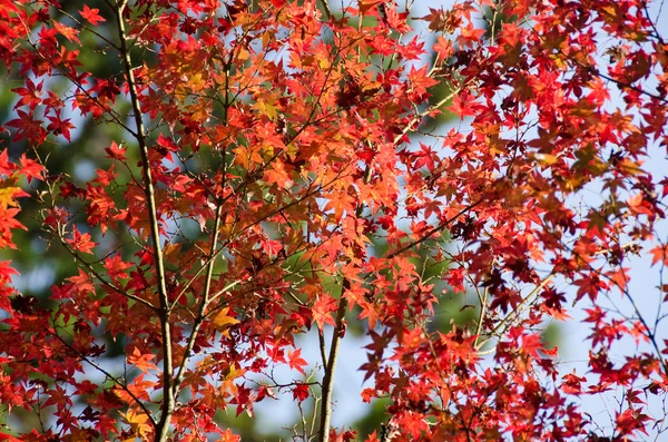 Цветные листья фона — стоковое фото