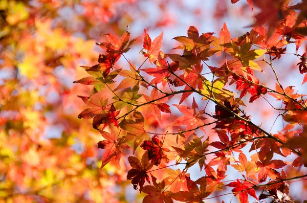 Bunte Blätter Hintergrund — Stockfoto