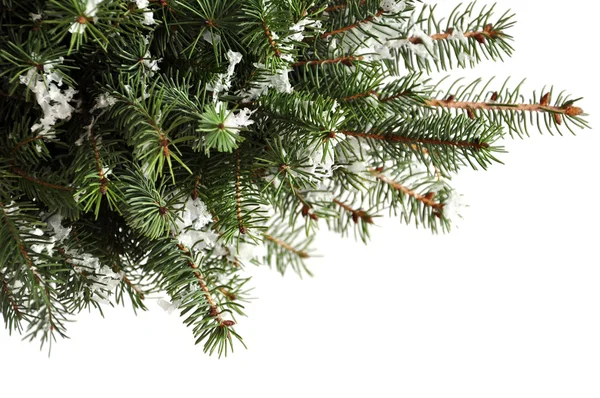 Kerstboomtakken — Stockfoto