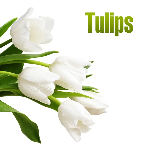 Tulipes blanches — Photo