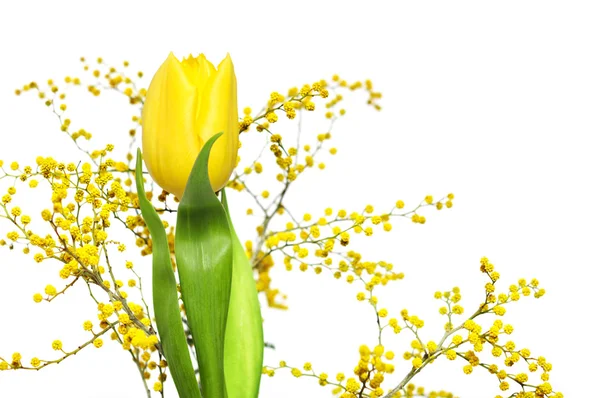 Mimosen und gelbe Tulpe — Stockfoto