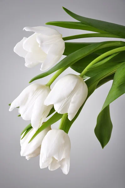 Weiße Tulpen Stockbild