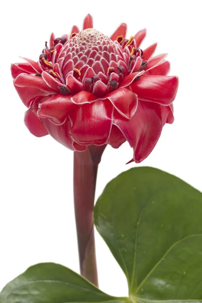 Tropische bloem fakkel gember, geïsoleerd — Stockfoto