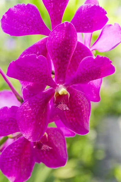 Orchidea viola — Foto Stock