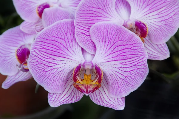 Orquídea roxa - phalaenopsis, em fundo escuro — Fotografia de Stock