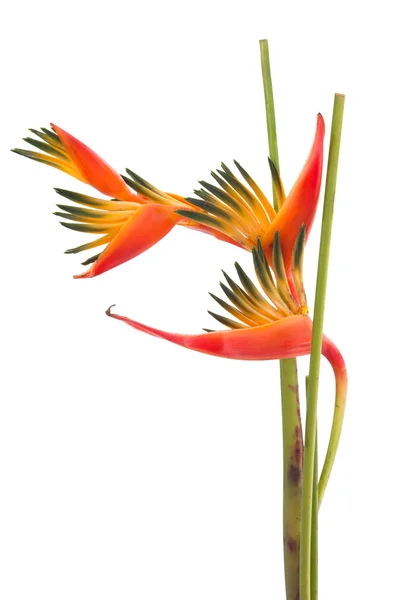 Tropische Blume Paradiesvogel, isoliert auf weißem Hintergrund — Stockfoto