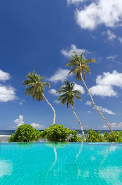 Tres palmeras sobre un cielo azul y un fondo oceánico — Foto de Stock