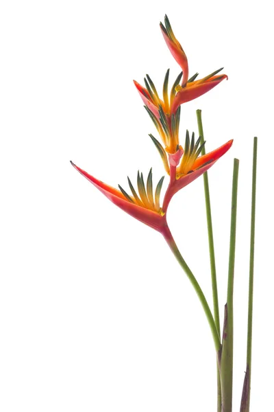 Frangipani / plumeria Blumengestell, mit zwei roten Herzen auf Sand — Stockfoto