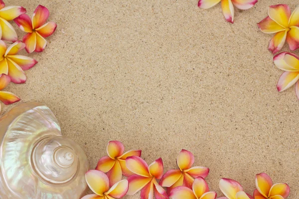 Квітка Франгіпані і велика морська мушля на піску — стокове фото