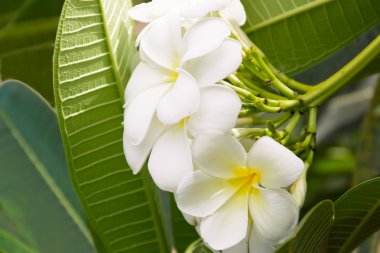 yeşil zemin üzerine beyaz plumeria (frangipani) Şubesi.