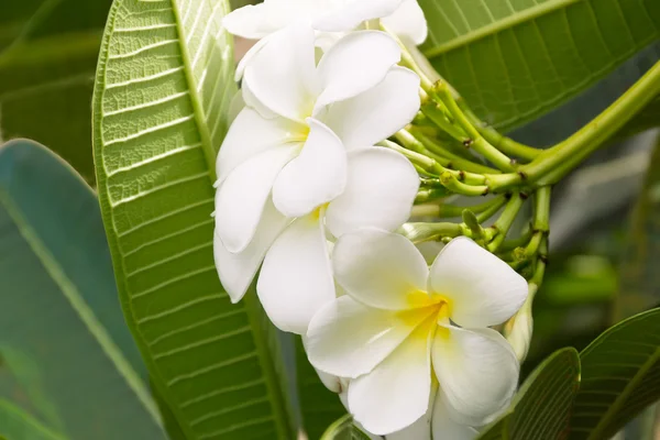 Witte plumeria (frangipani) branch op groene achtergrond. — Stockfoto
