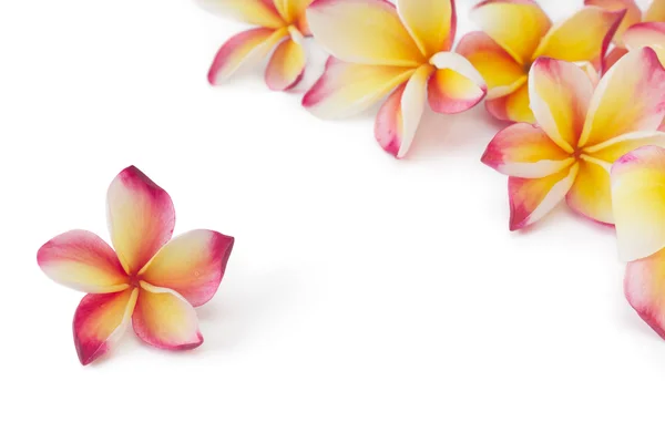 素馨花、 梅香、 frangippani 花，白色上孤立 — 图库照片