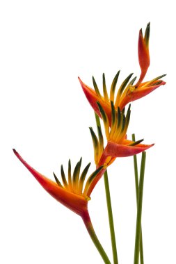A Bird of Paradise flower, isolated on white clipart